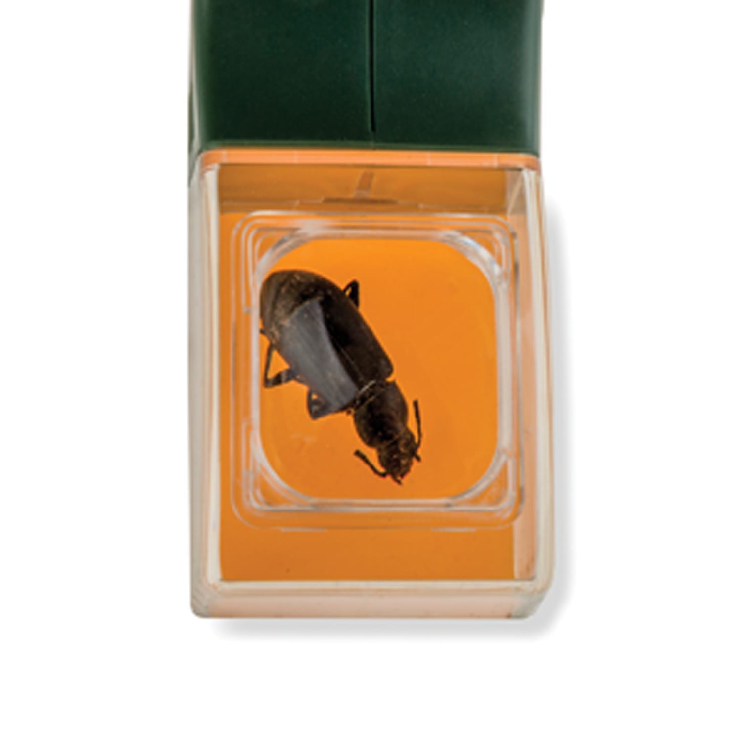 Carson Kids BugView Magnifier and Quick-Release Bug-Catching Tool