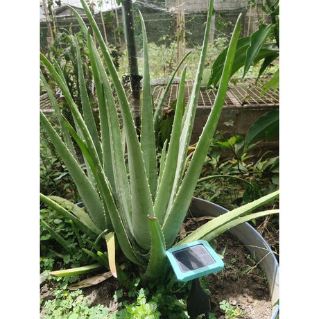 Priority Products GroStik Plant and Soil Energizer