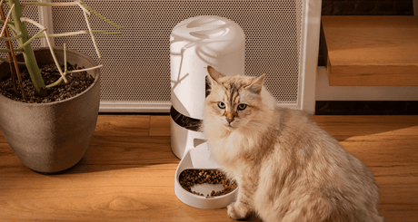 Petlibro Automatic Single Tray Smart Pet Feeder with Video Camera, Night Vision, Motion & Sound Alerts, White - Certified Refurbished